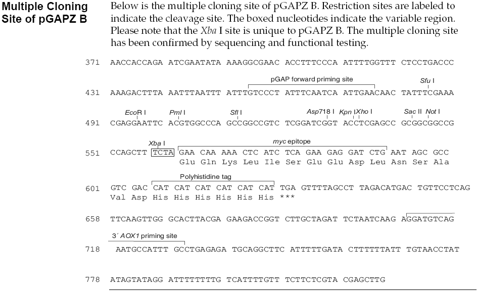 pGAPZ B多克隆位点